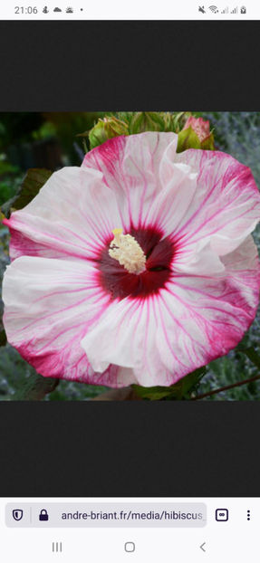 Screenshot_20210125-210619_Firefox Beta - Hibiscus Moscheutos