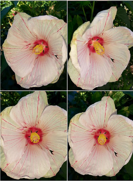  - Hibiscus Moscheutos
