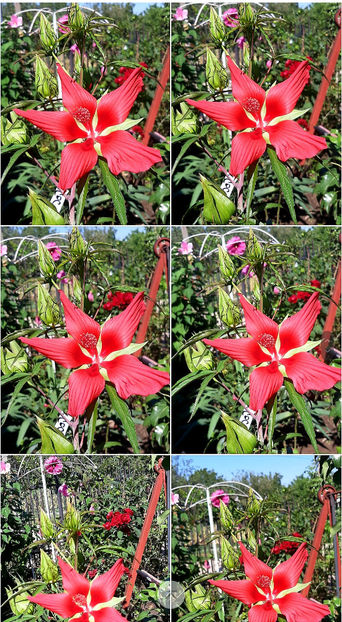  - Hibiscus Moscheutos