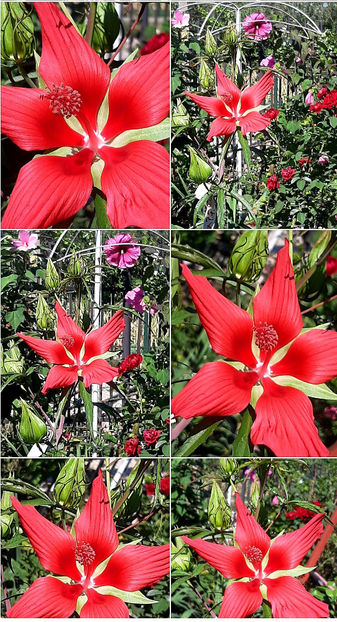  - Hibiscus Moscheutos