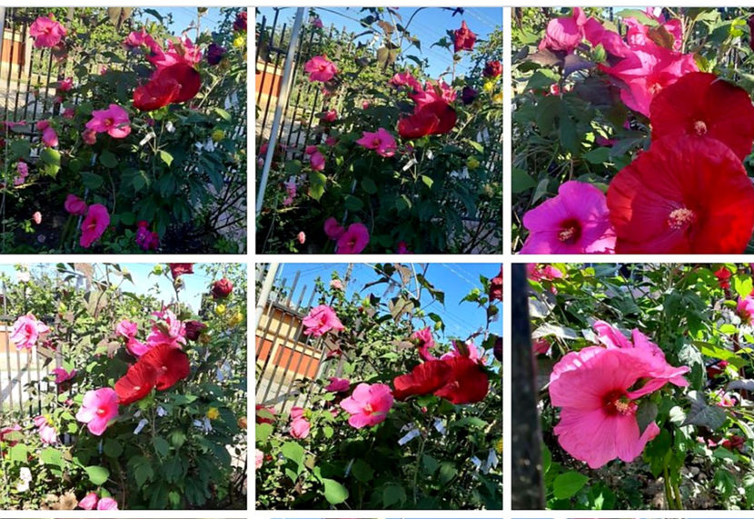  - Hibiscus Moscheutos