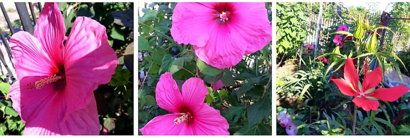  - Hibiscus Moscheutos