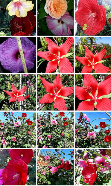  - Hibiscus Moscheutos