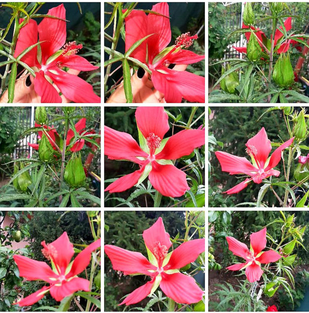  - Hibiscus Moscheutos