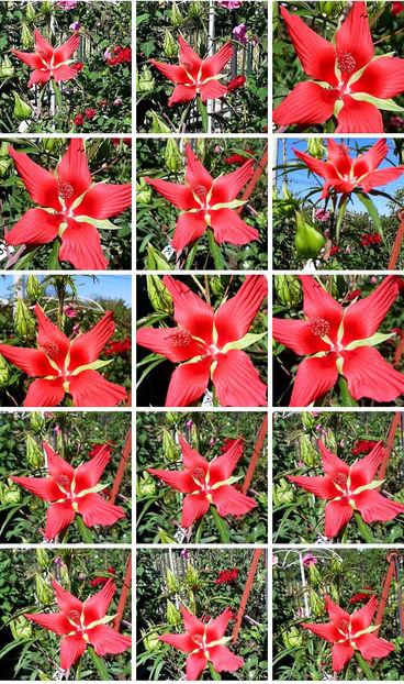  - Hibiscus Moscheutos