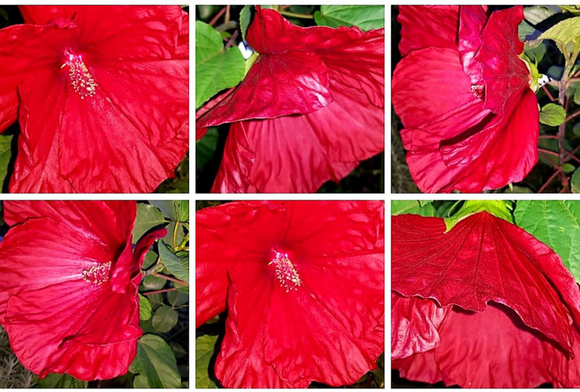  - Hibiscus Moscheutos