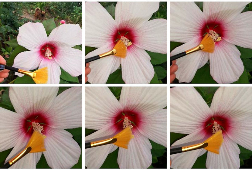  - Hibiscus Moscheutos