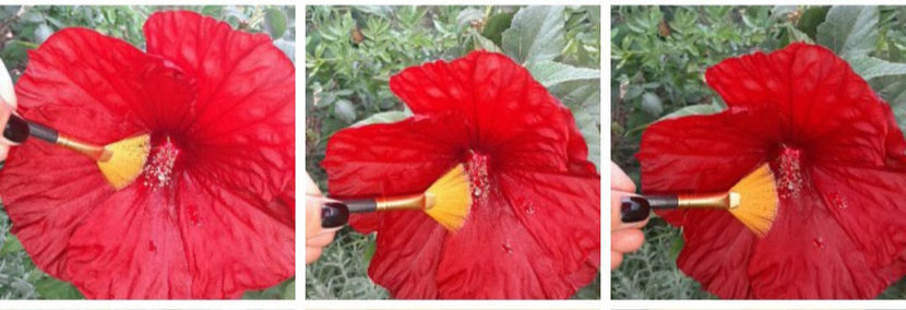  - Hibiscus Moscheutos