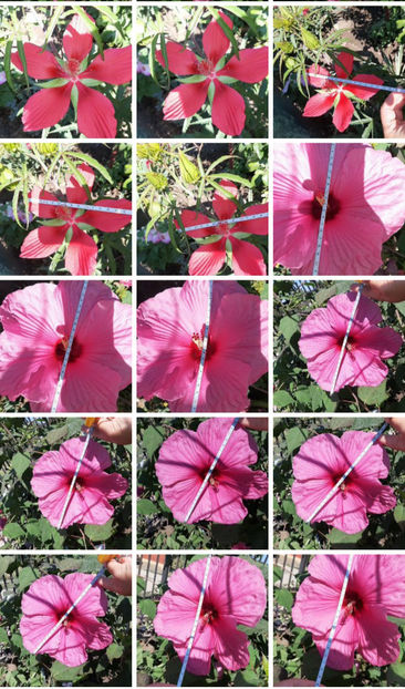  - Hibiscus Moscheutos