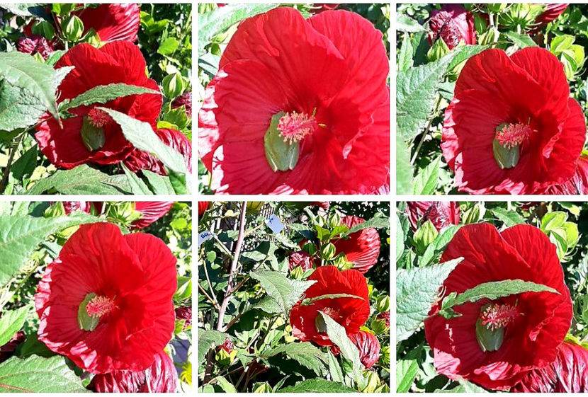  - Hibiscus Moscheutos