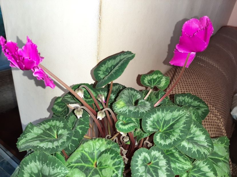  - Florile mele în ianuarie 2021