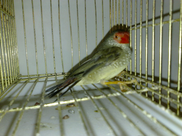 binsen - CANARI