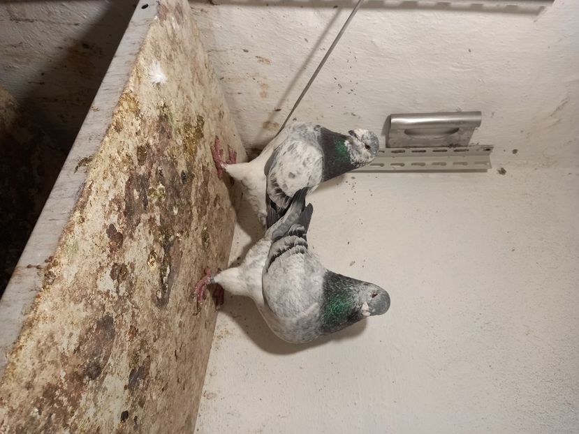 Mascul și femelă  Ion Stefan - Porumbei vânduți