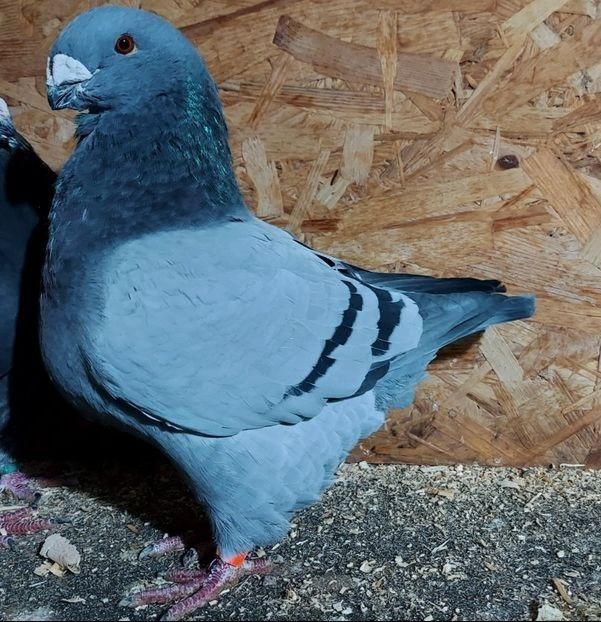  - 3---AGH DAȚI 2019 - 2025