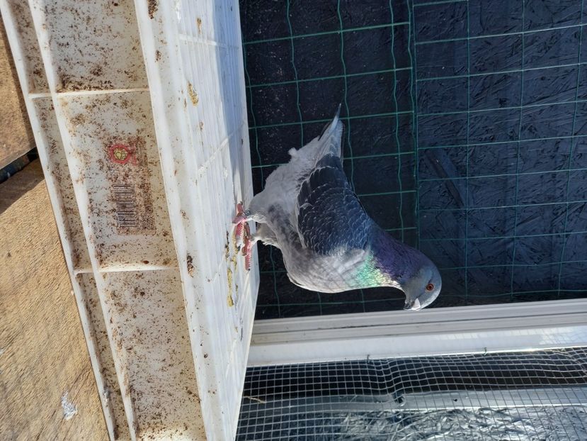 Femelă H941 Dani Sârbu - Porumbei vânduți