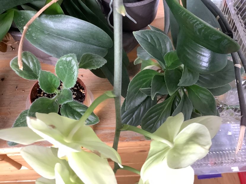 5B240BC2-F022-49F6-887F-B51AE515C09D - AAAAlbum Chirite