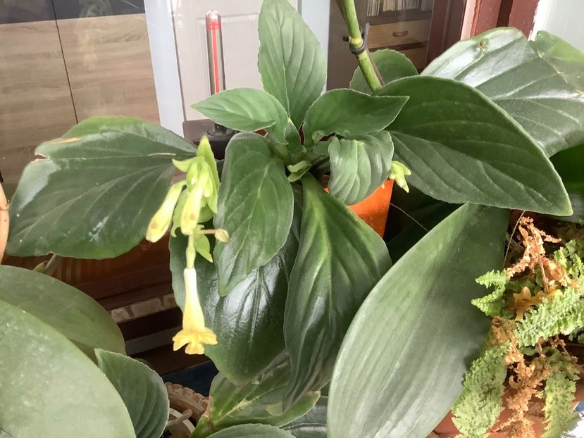 Aiko - AAAAlbum Chirite