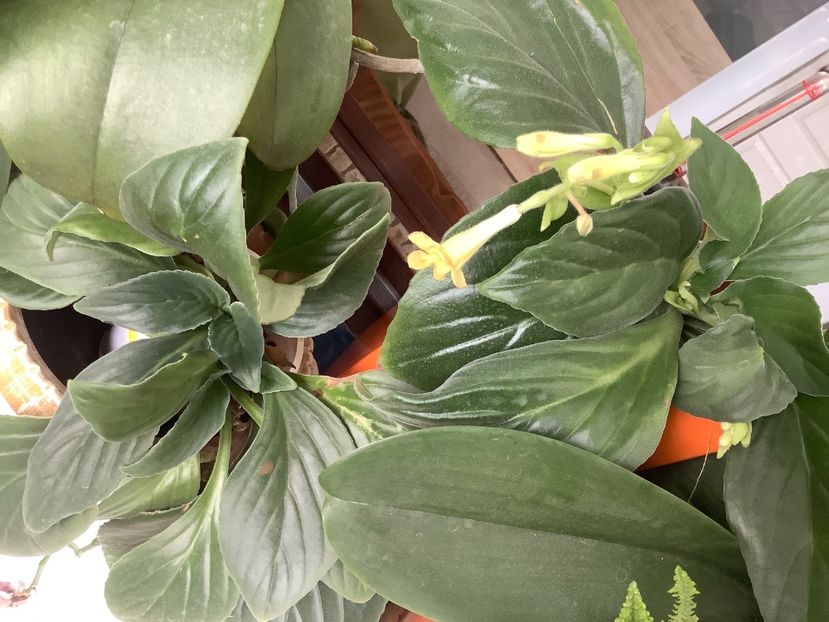 B79D5EBB-240D-454E-8E0D-88A2691D426E - AAAAlbum Chirite