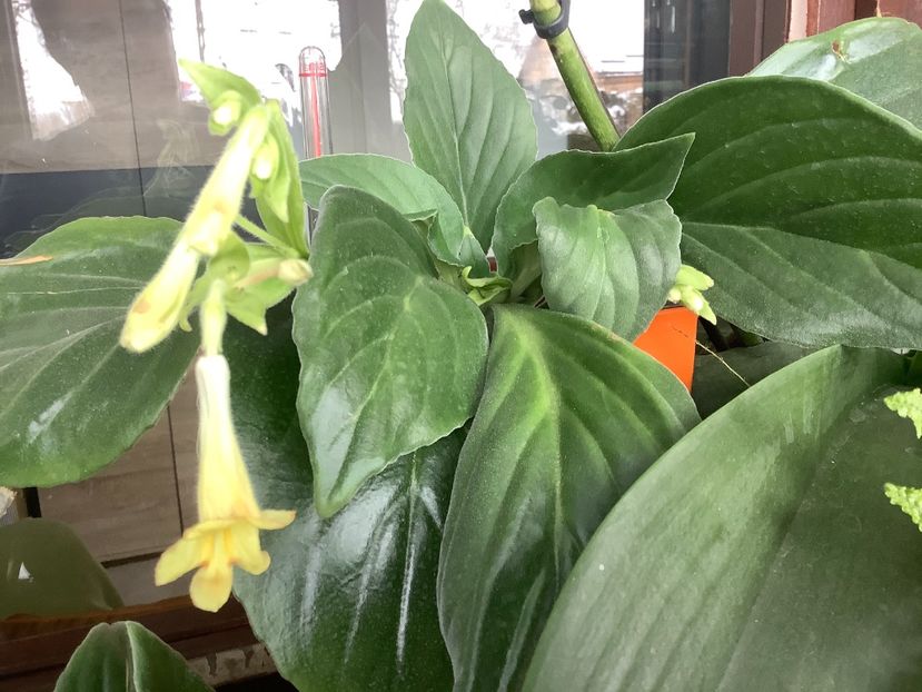 55153B36-1551-493B-B734-CD14AB24397D - AAAAlbum Chirite