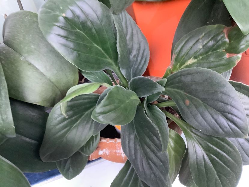 Aiko - AAAAlbum Chirite