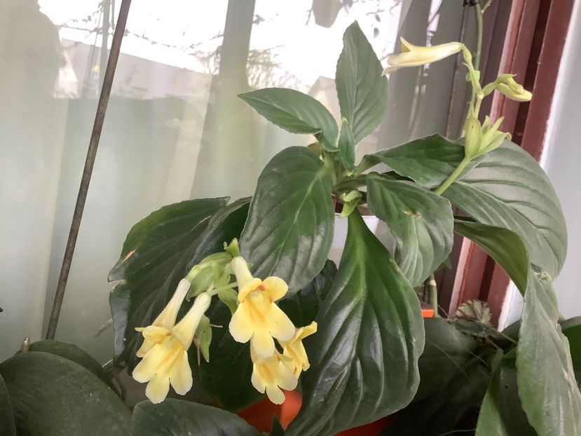 Aiko - AAAAlbum Chirite