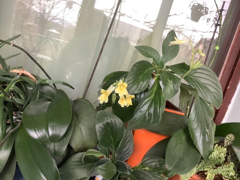 Aiko - AAAAlbum Chirite