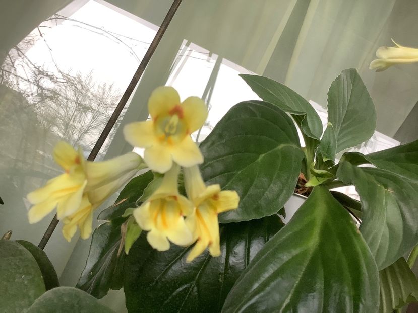 Aiko - AAAAlbum Chirite