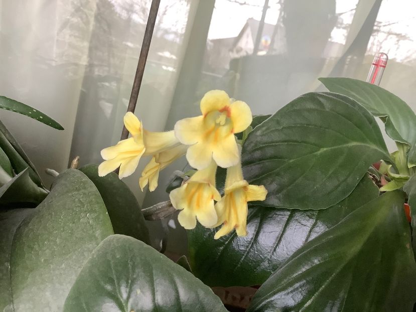 Aiko - AAAAlbum Chirite