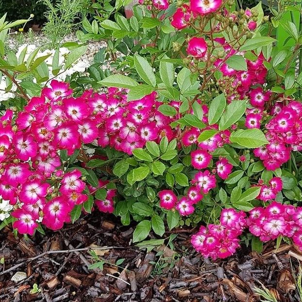  - Harkness - Red Ballerina