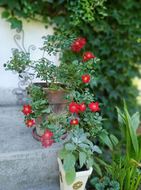  - Kordes - Iceberg-Schneewittchen