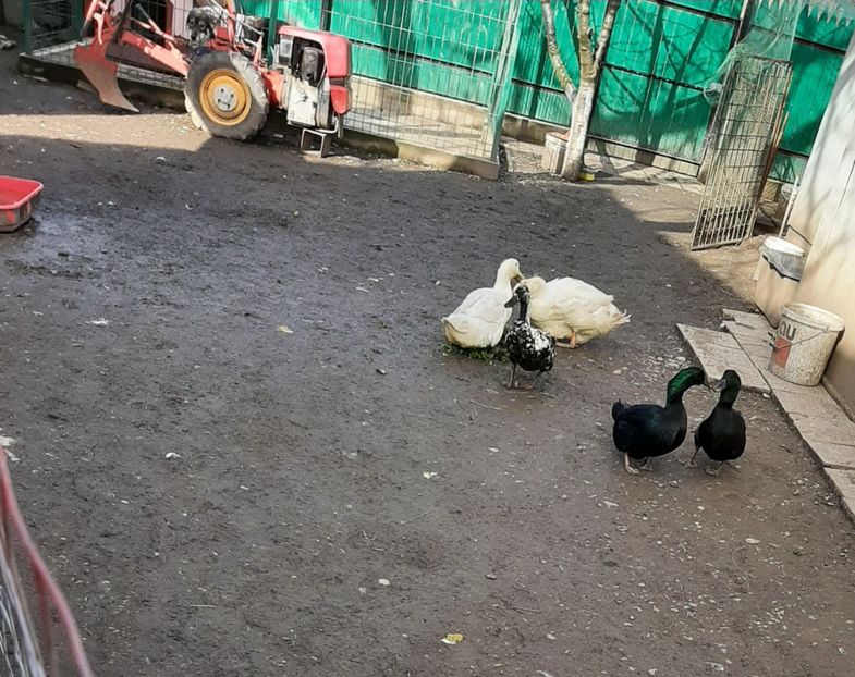  - Rațe Cayuga - Aylesbury