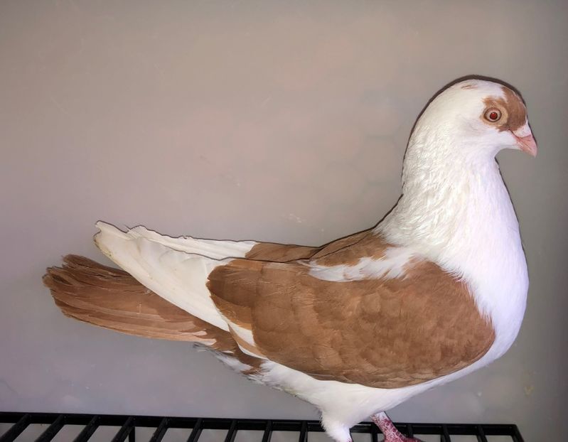 mascul  2019 - B - perechi 2022