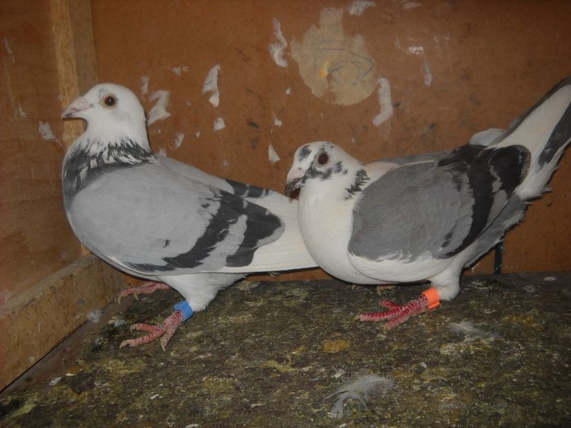 4 - UNDEVA IN SUCEAVA arhiva