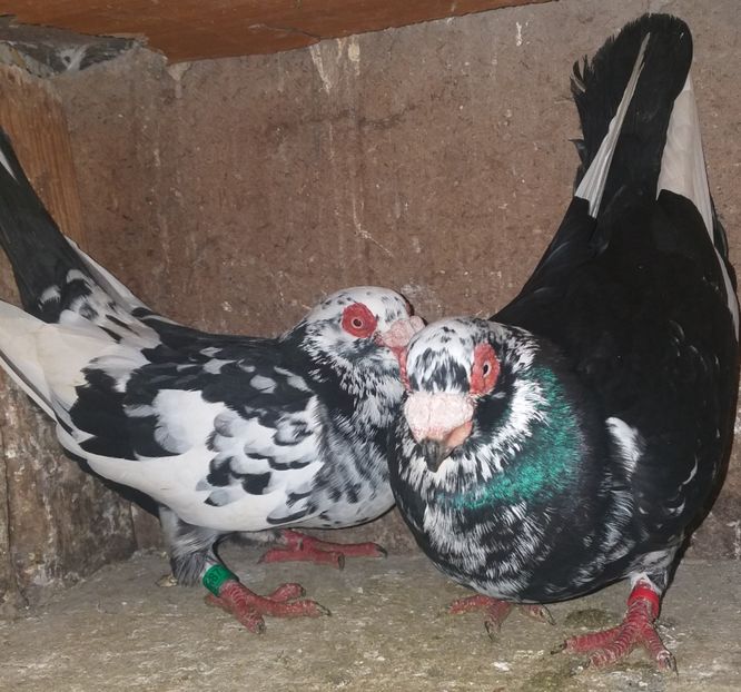 P FM2020 - Perechi 2021