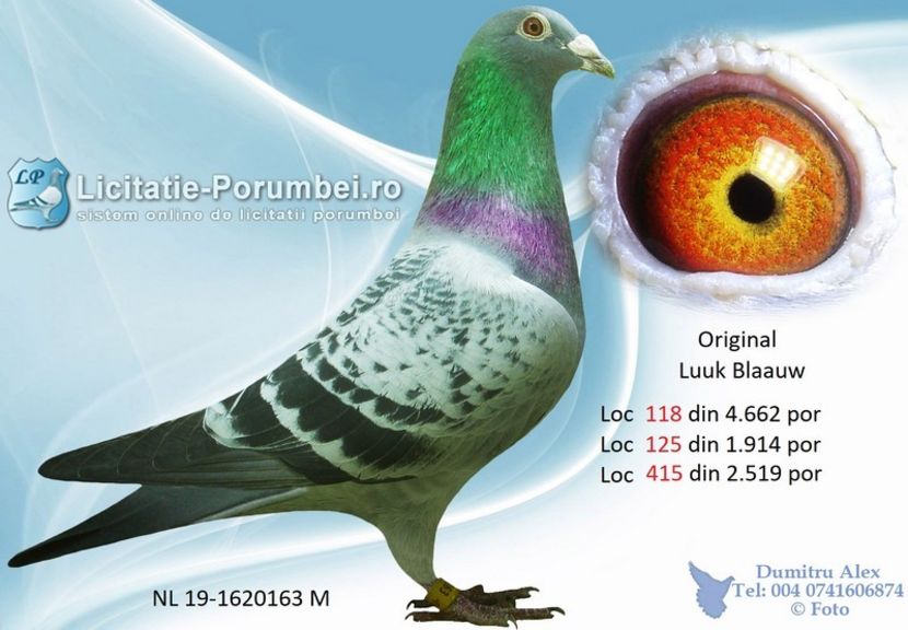  - Porumbei super top 2020 achizitii