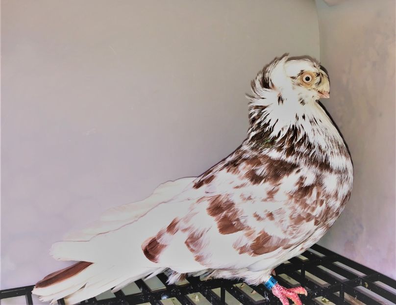 mascul  2013  micuțu - Plecați ALBUM 3