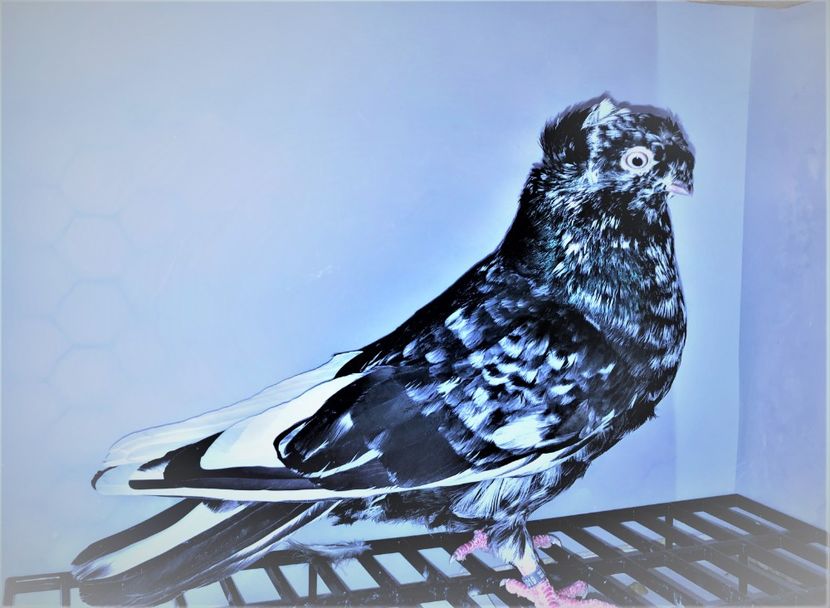 23019  mascul  2020 - Plecați ALBUM 3