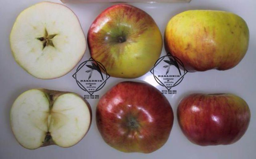 mar kolacara4 - MAR KOLACEARKA sau COLACUL