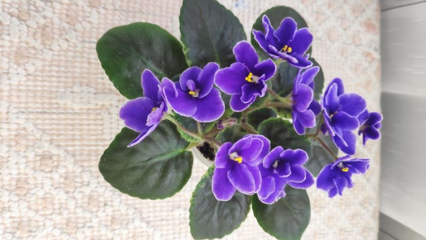 22 ian - NK Voloshkove Pole