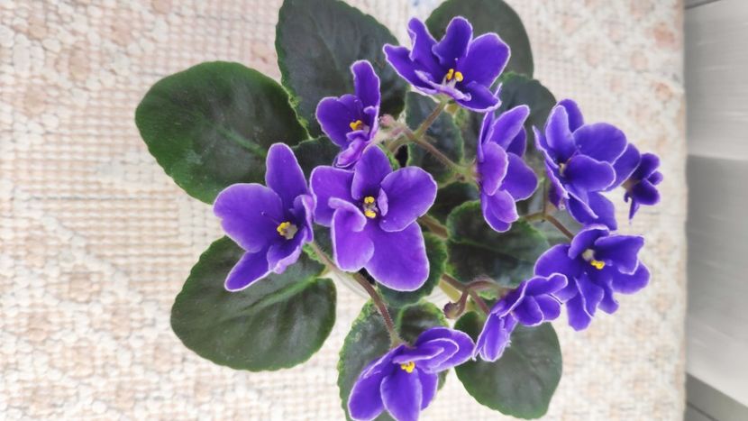 22 ian - NK Voloshkove Pole