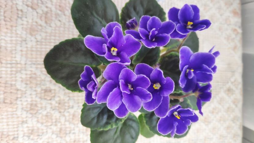 22 ian - NK Voloshkove Pole