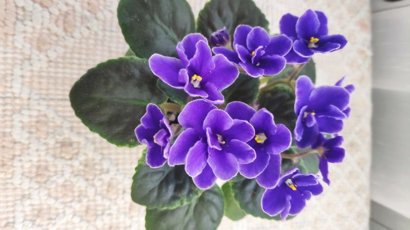 22 ian - NK Voloshkove Pole