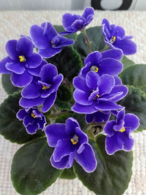 23 ian - NK Voloshkove Pole