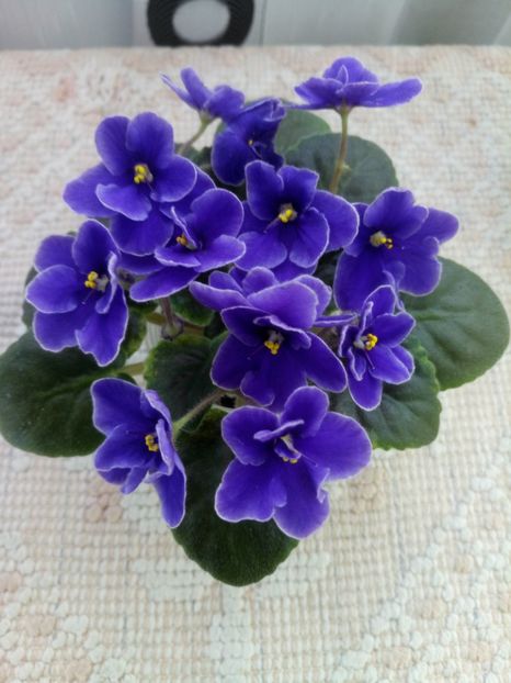 29 ian - NK Voloshkove Pole