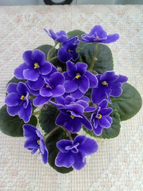 29 ian - NK Voloshkove Pole