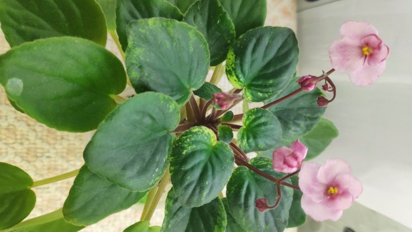 22 ian - AN Reka Elba