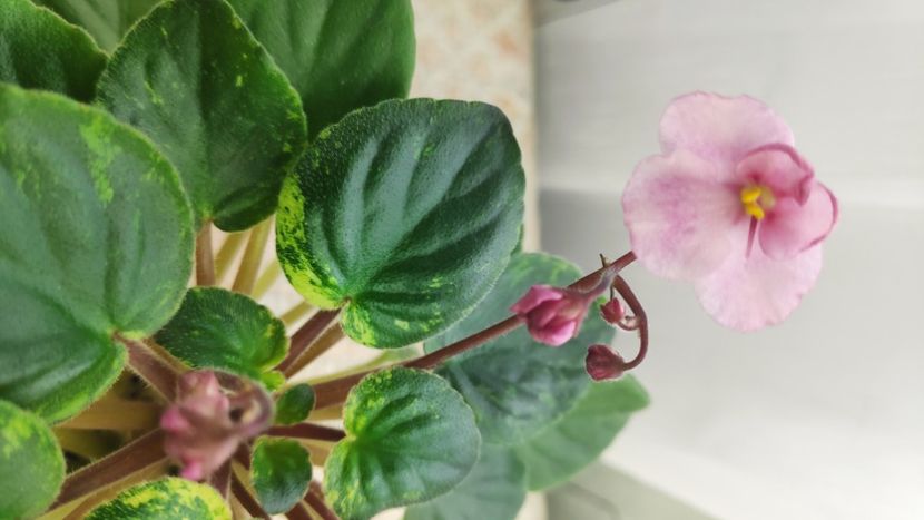 22 ian - AN Reka Elba