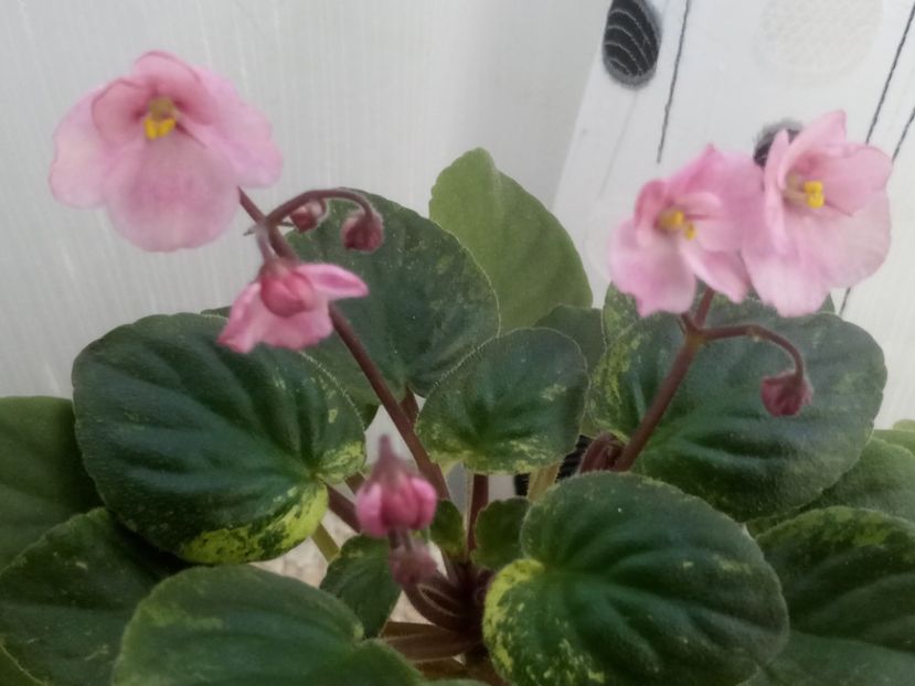 23 ian - AN Reka Elba