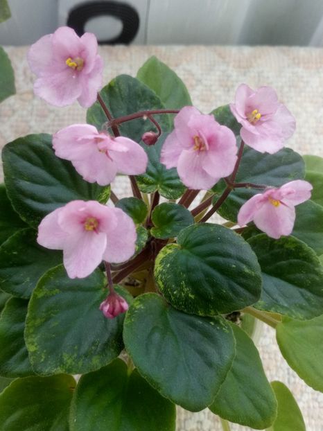 29 ian - AN Reka Elba