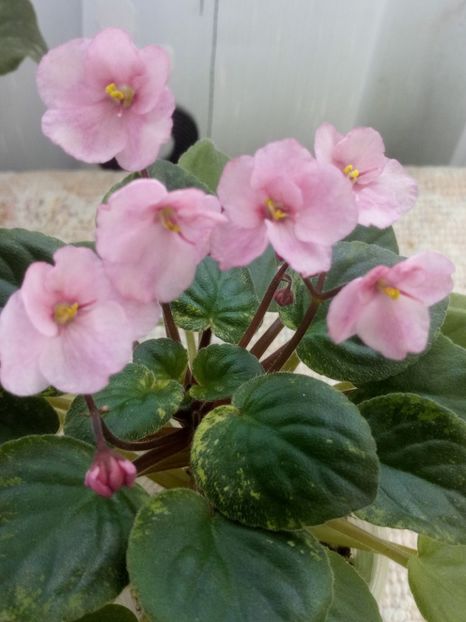 29 ian - AN Reka Elba